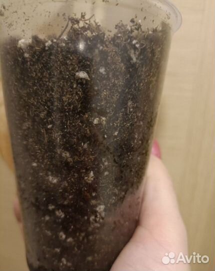 Стакан дренаж