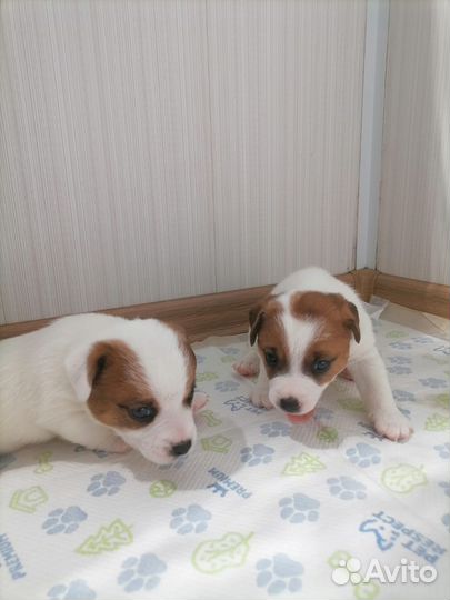 Щенки Джек Рассел Терьер с документами