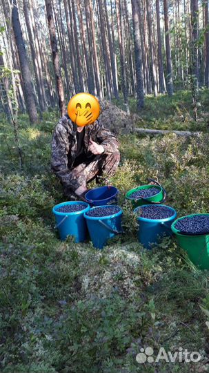 Продам чернику (собираем в костромской области)