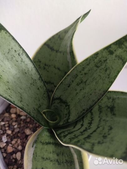 Сансевиерия ханни крем