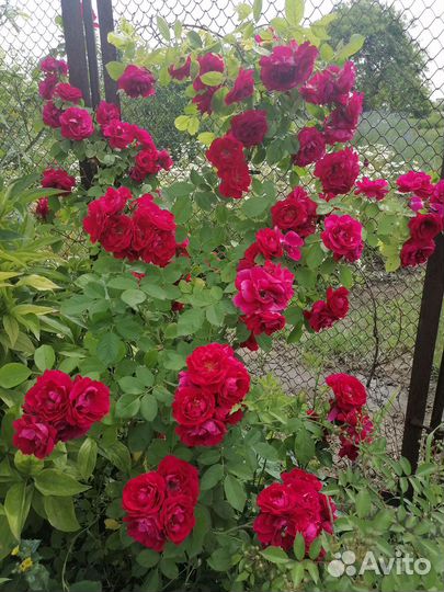 Многолетние цветы и кустарники