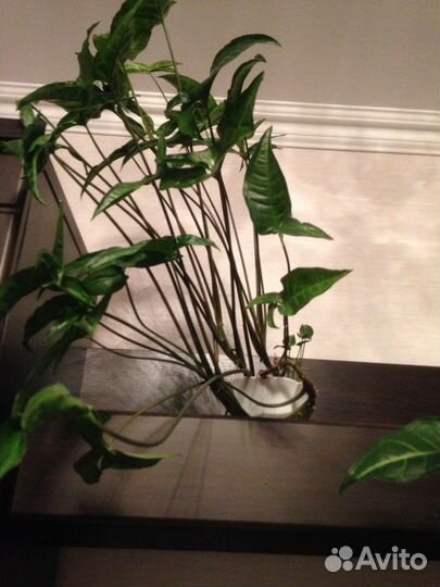 Цветы сингониумы