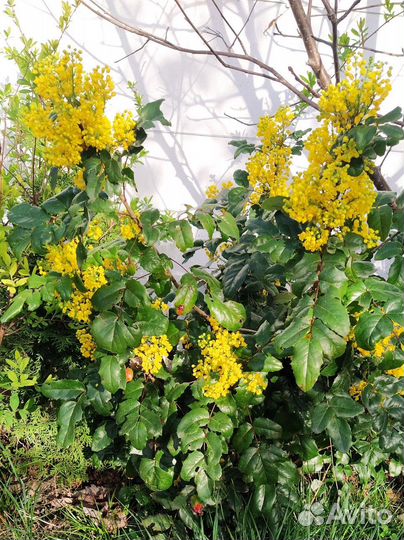 Магония падуболистная