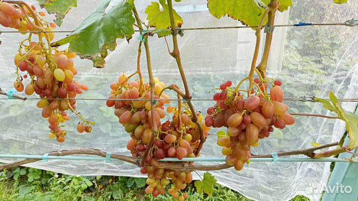 Саженцы винограда