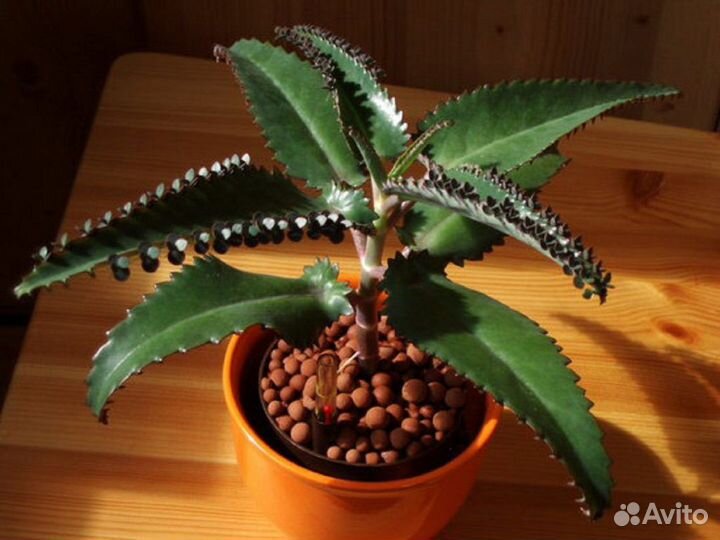 Каланхоэ целебный