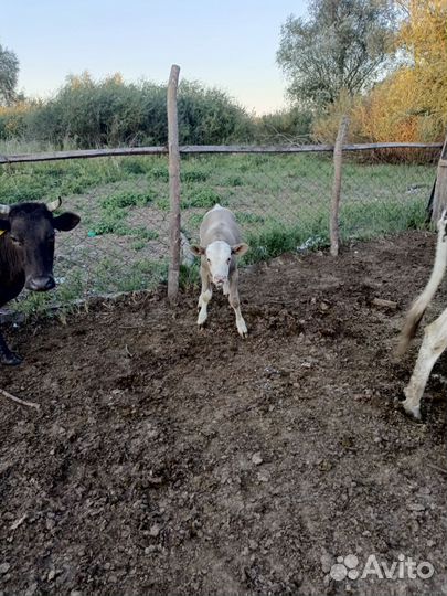 Бычки и телки