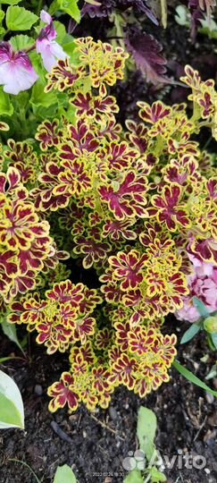 Срезы колеусов, колеусы