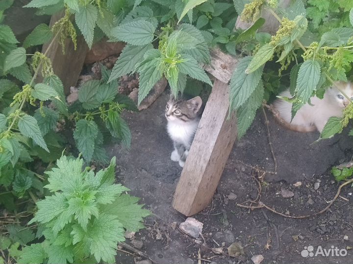 Котята