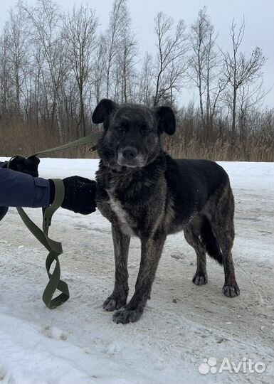 Тигровый бриллиант, некрупная собака