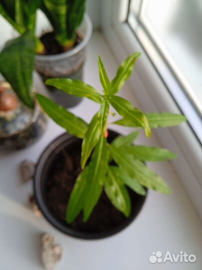 Гранатовое дерево