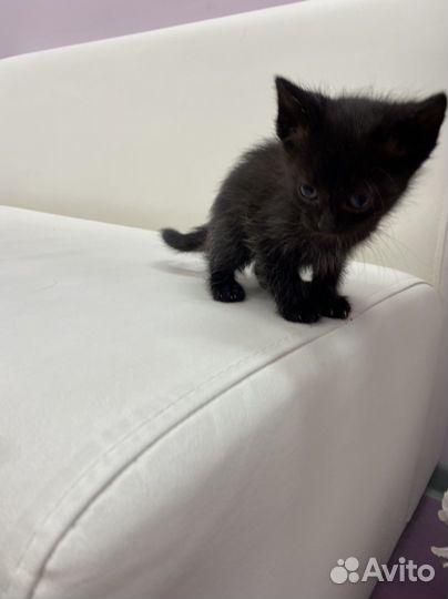 Котята в добрые руки бесплатно