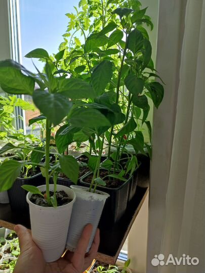 Перец болгарский рассада