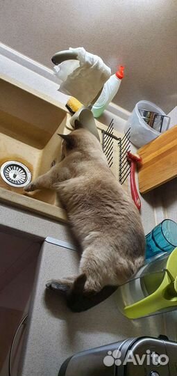 Тайская кошка