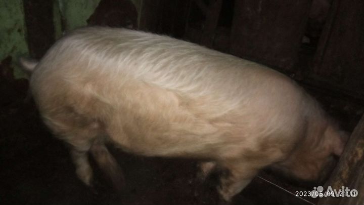 Поросята ландрас