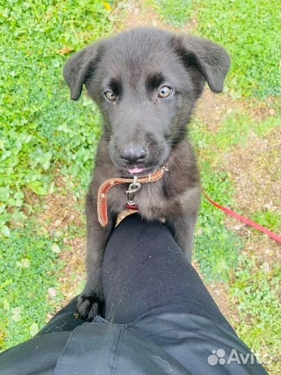 Щенок Миша в добрые руки