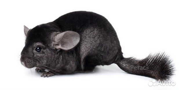 Шиншилла окраса 