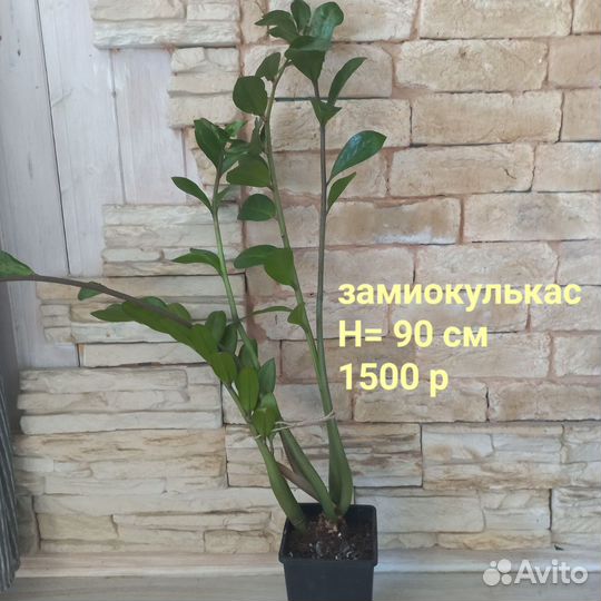 Комнатные цветы