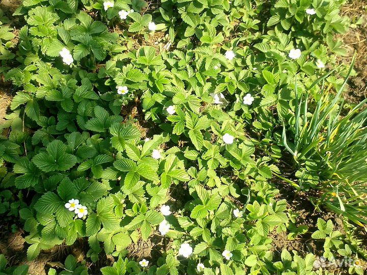 Виктория ягода