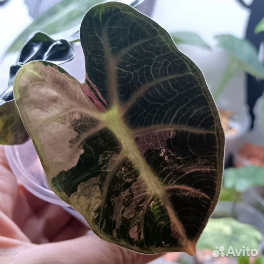 Алоказия Heart balloon variegata