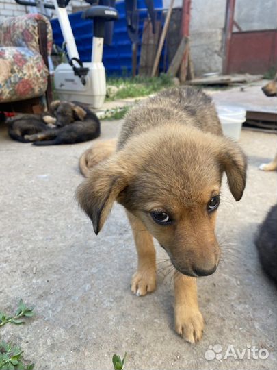 Щенки бесплатно