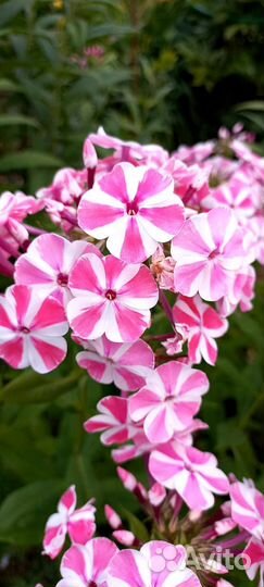 Флоксы многолетние