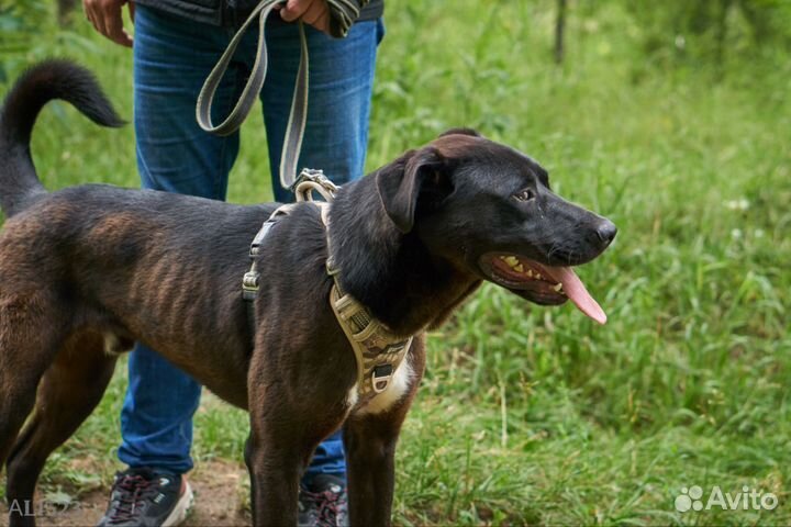 Собака в добрые руки. Олаф
