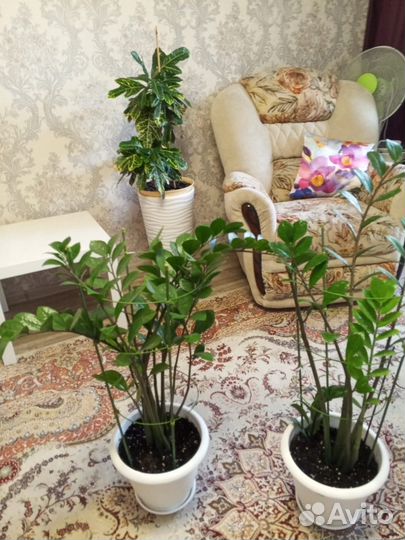 Замиокулькас