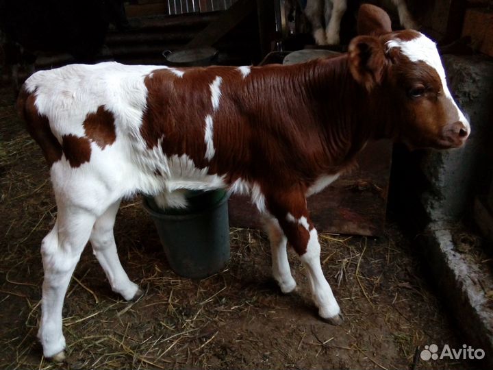 Продам майского теленка. На фото не он