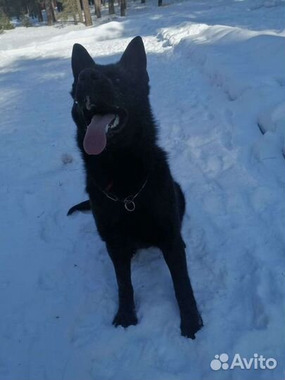 Школа хороших манер для собак