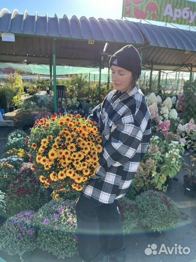 Хризантема