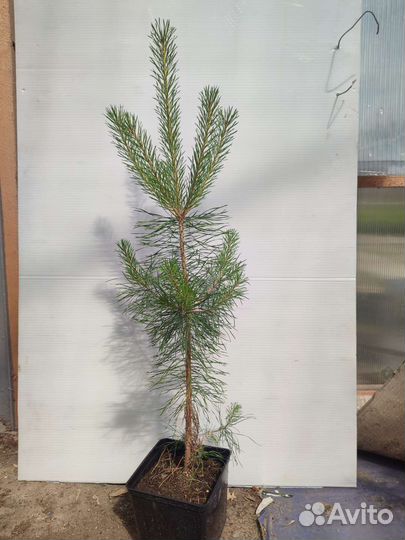 Саженцы сосны обыкновенной
