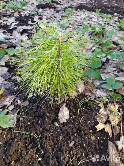 Ель голубая