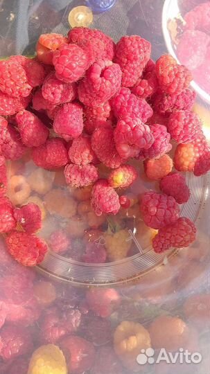 Саженцы малины