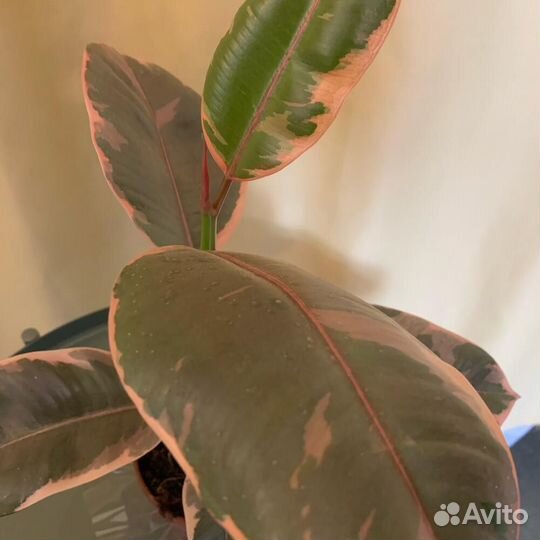 Комнатное растение Фикус