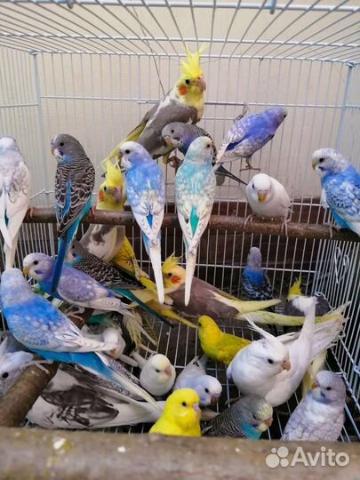 Попугай корелла, волнистые и неразлучники