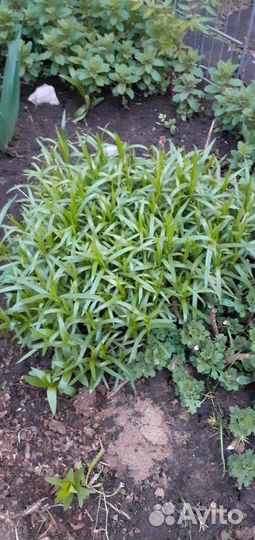 Многолетние цветы. Много