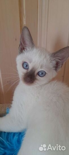 Тайские котята с документами