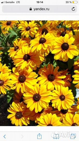 Многолетники