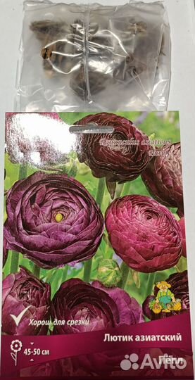 Лютик азиатский Пёпл, ранункулюс, 10 клубней
