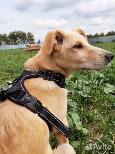 Щенку очень нужен дом