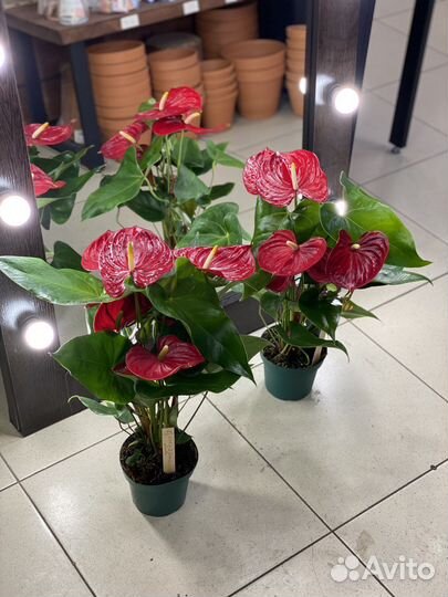 Антуриум красный