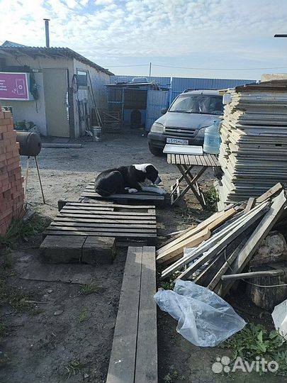 Ищем невесту