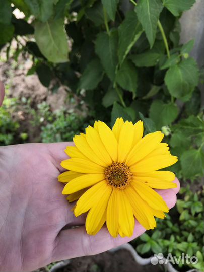 Гелиопсис жёлтый