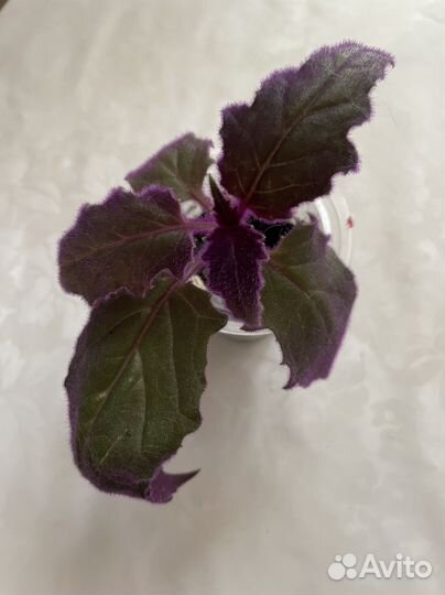 Бегония, гинура, традесканция тайская