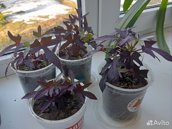 Ипомея батат