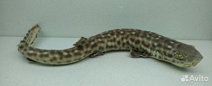 Акула пятнистая 39,1 морской сувенир подарок
