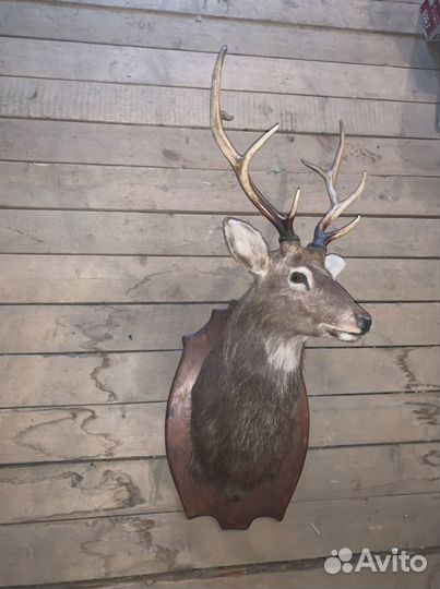Чучело головы оленя