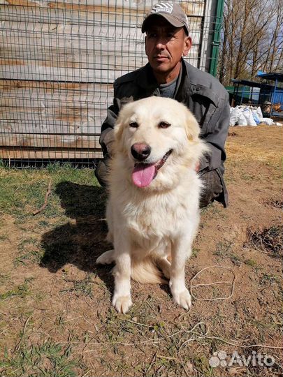 Шикарная, пушистая Снежана ищет дом в добрые руки