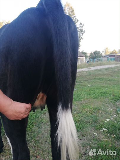 Телка 1.5 года