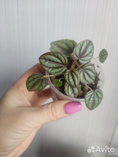 Пеперомия и другие